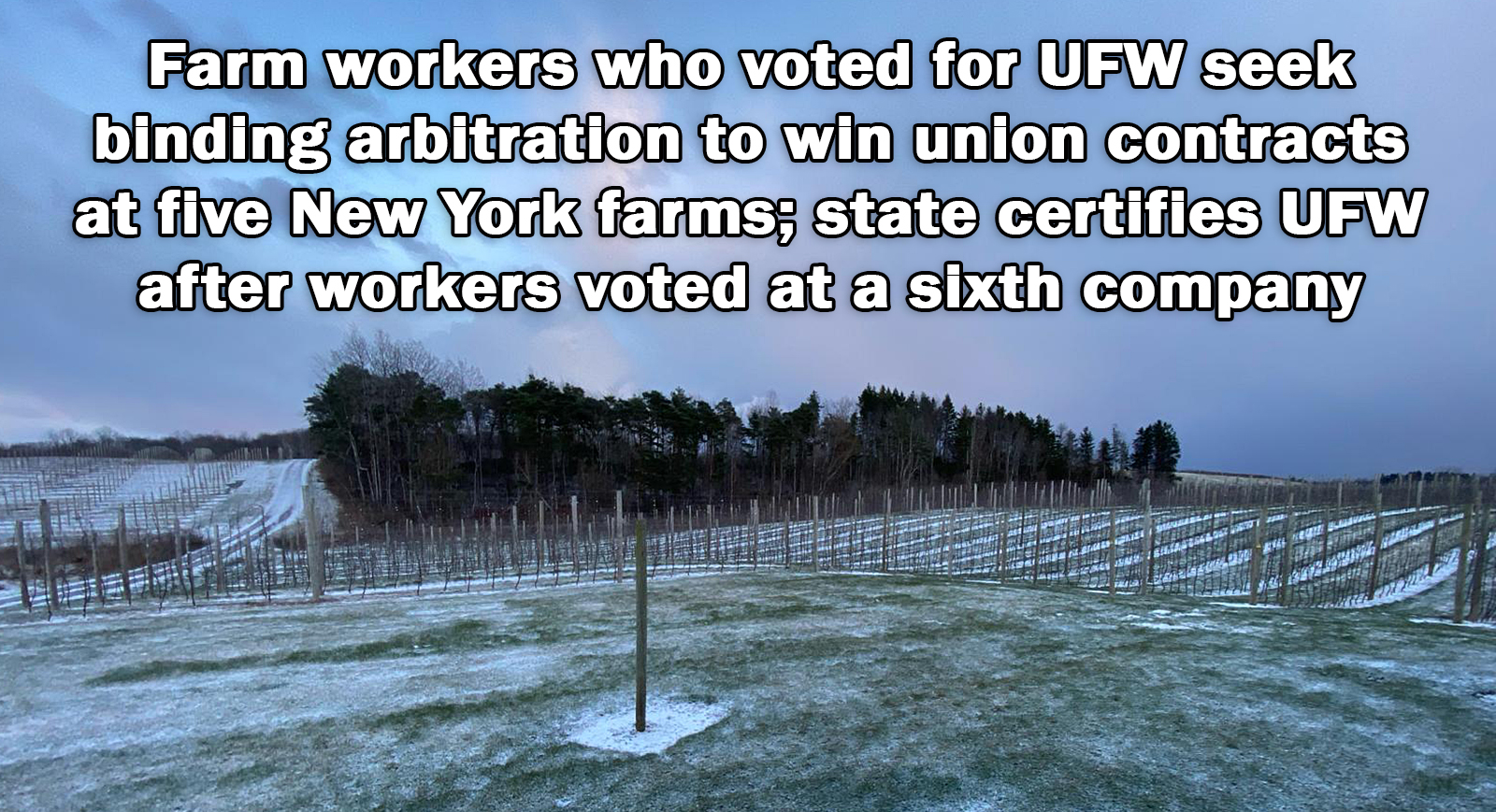 Farm workers who voted for UFW seek binding arbitration to win union ...